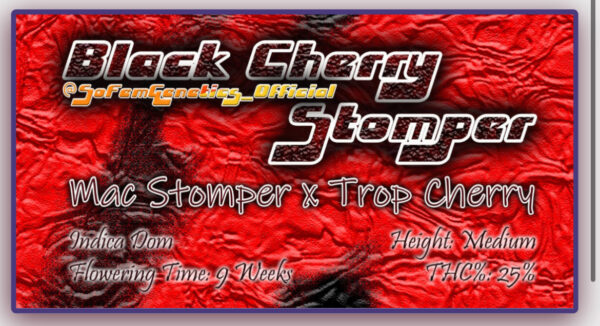 Black Cherry Stomper (SoFem)